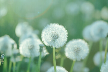 Dandelion flower floral field, soft natural blowballs morning light background