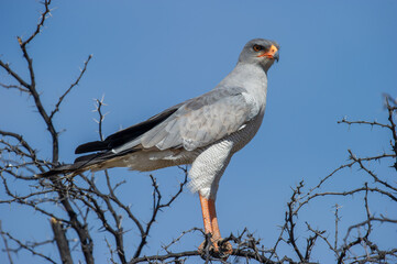 Pale Chanting Goshawk (Melierax canorus) Kgalagadi Transfrontier Park, South Africa