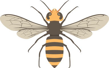 羽を開いた、スズメバチのイラスト