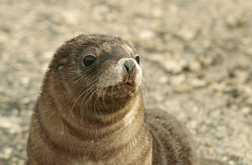 Naklejka premium baby seal close up at the beach, Australia