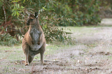 wild kangaroo wallaby on kangaroo island in Australia - obrazy, fototapety, plakaty