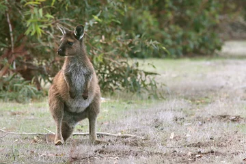 Selbstklebende Fototapeten wild kangaroo wallaby on kangaroo island in Australia © vaun0815