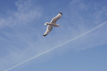 Fototapeta na wymiar seagull is flying in the sky, flying white seagull