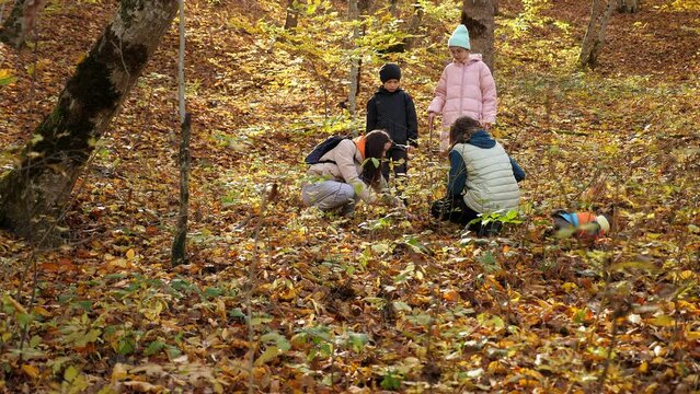 A happy family in warm clothes with children are picking mushrooms in the autumn forest, they find mushrooms in the foliage and cut them off.