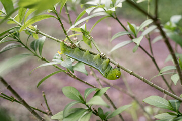 Caterpillar, Big green worm with white stripes on the side and dot there is a pattern near the header looks like big eyes on the green leaf in the garden background.