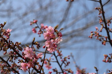 日本の早春の庭に咲くピンク色の早咲きのサクラ