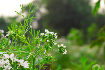 Fototapeta premium Coriander Blossoming Flowers in the garden, Organic Coriander white Flowers plant in summer time