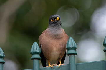 Indian minor on a fence