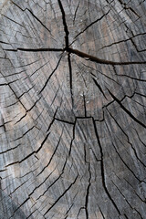 close up of wood texture with natural fibers, board material for construction