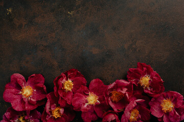 beautiful pink dog rose flowers background