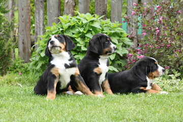 Puppies of Greater Swiss Mountain Dog in the garden