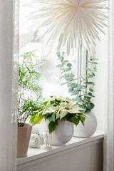 white cozy window arrangement, winter christmas concept, poinsettia flower
