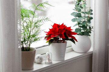 white cozy window arrangement, winter christmas concept, red poinsettia flower