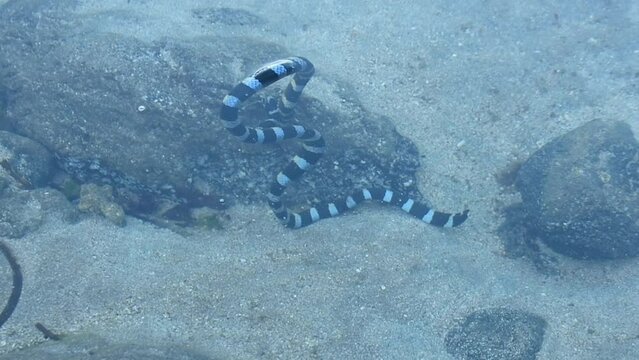 Banded Sea Krait snake found on the beach