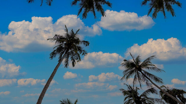 The holiday of Summer with  palm trees of blue sky background as texture frame background