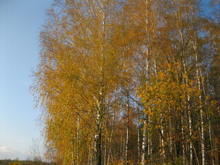 autumn trees in the park