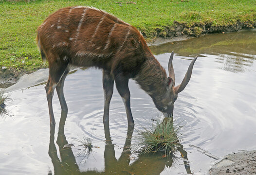 The male antelope sitatunga or marshbuck (Tragelaphus spekii) at the waterhole