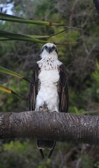 bird of prey