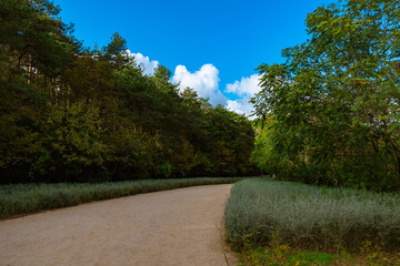 Jogging or hiking trail. City forest background photo.