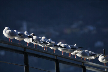 Gabbiano del Lario appollaiati in fila sulla ringhiera della banchina lago di como lombardia italia 