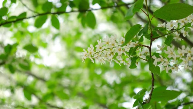 Bird-cherry tree in full bloom. Bird cherry flowers close up on blurred green background. Flowering Prunus Avium Tree with White Little Blossoms. View of a blooming in Spring. Copy space for text.
