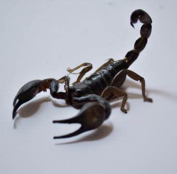 Image of close up of black scorpion on grey background created using Generative AI technology