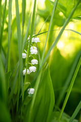 fragile white lily of the valley flower blooms among the green grass in spring