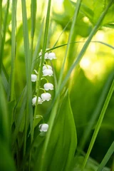Foto auf Glas fragile white lily of the valley flower blooms among the green grass in spring © Gioia
