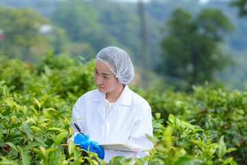 Naklejka na ściany i meble Researchers are checking the quality of tea leaves in tea plantations.Hand and tea leaves, soft tops of leaves ,Researcher hands on plants have tea leaves at hand and work files to check for work