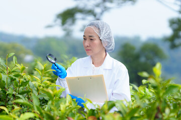 Researchers are checking the quality of tea leaves in tea plantations.Hand and tea leaves, soft...