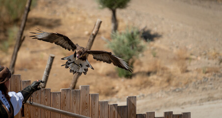 Falconry eagle seaching for food over the glove