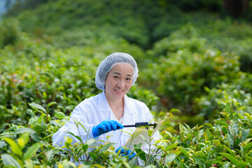 Researchers are checking the quality of tea leaves in tea plantations.Hand and tea leaves, soft tops of  leaves ,Researcher hands on plants have tea leaves at hand and work files to check for work