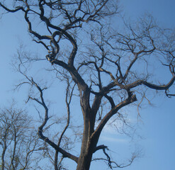 Image of tree branches without leaves against blue sky background created using Generative AI technology