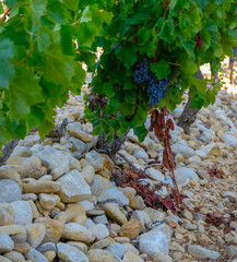 Vineyard. Stony soil. A round pebble heated by the sun gives off heat to the vine. Domaine des Escaravailles, Rasteau, Provence, France.