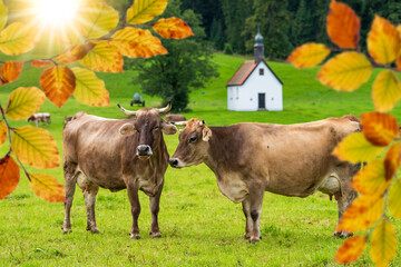  beautiful horned cows on meadow at autumn