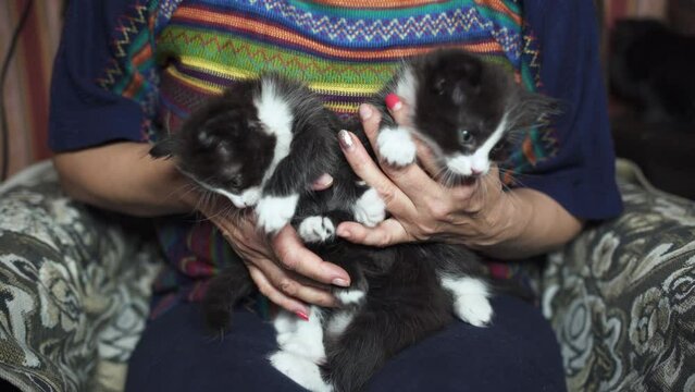 Black and white kittens in a woman's arms.