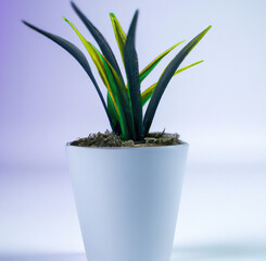 Close up of indoor plant in white pot on white background created using Generative AI technology