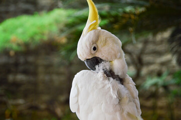 Plucking stressed and sick cockatoo pet bird parrot