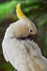 Plucking stressed and sick cockatoo pet bird parrot