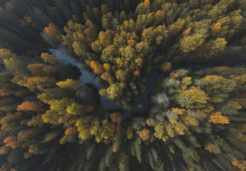 Multicolored trees in the forest. Top view