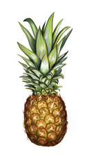 Fototapeta premium Digital painting of a pineapple on white background.