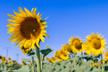 Bright summer morning with blue sky, sunflower (Helianthus annuus) field with large awakening flowers, large bees collect pollen and nectar on frontal flower disk