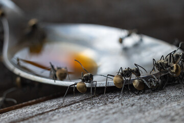 ant colony drinking coffee water in a spoon
