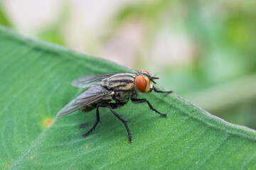 flies perch on the leaves