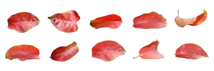 set of red leaves isolated on white