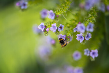 bumblebee on a flower in a garden. bee in a native bushland