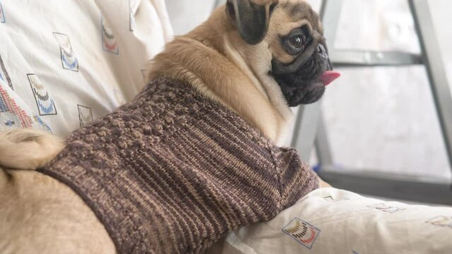 playful dog of pug breed in knitted warm winter clothes at home .pets , purebred small pug, winter clothes for dogs, fashion dog pug
