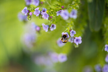 bumblebee on a flower in a garden. bee in a native bushland - obrazy, fototapety, plakaty
