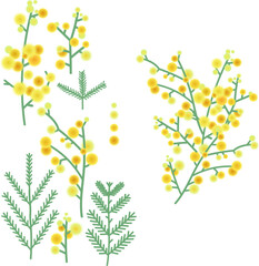 vector set of stylized mimosa flowers and leaves.Bouquet of yellow acacia flowers.