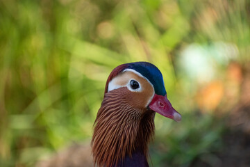 Mandarin duck looking over grass